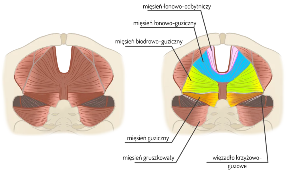 mięśnie dna miednicy anatomia