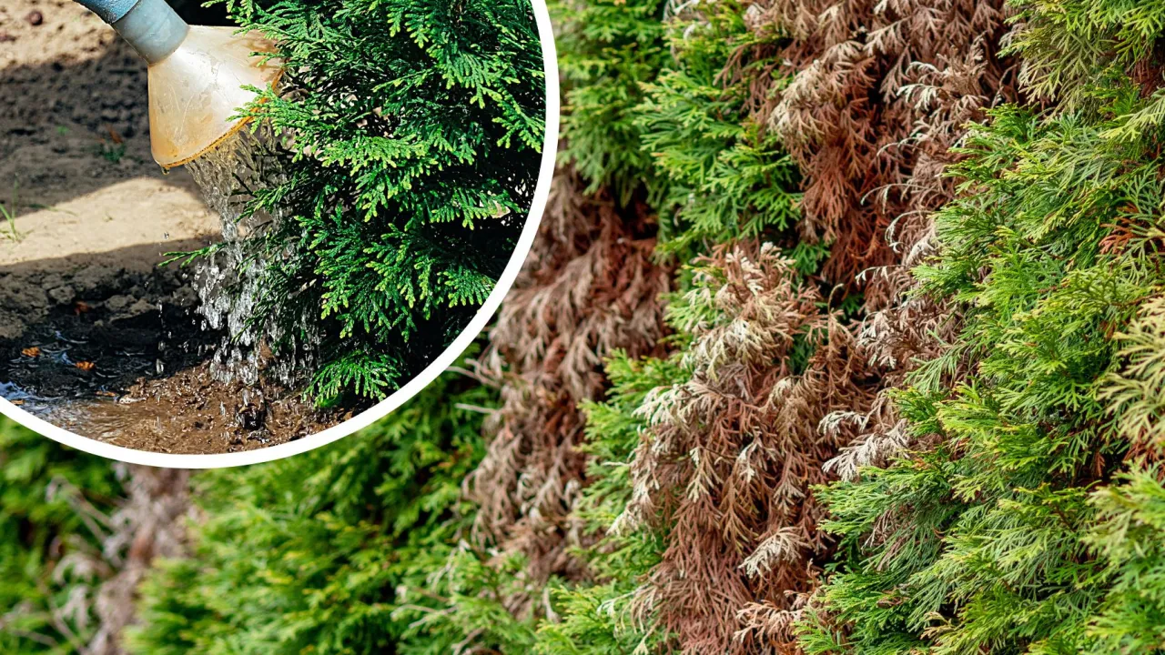 tuja przygotowana do zimy