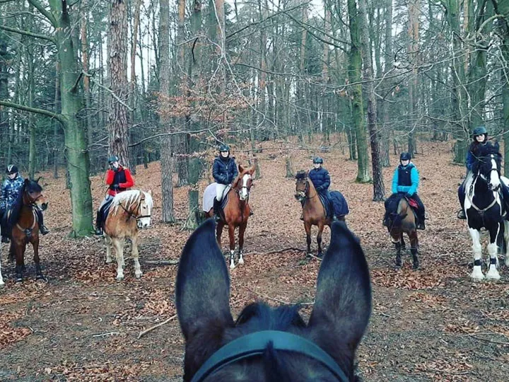 jazda konna w terenie las