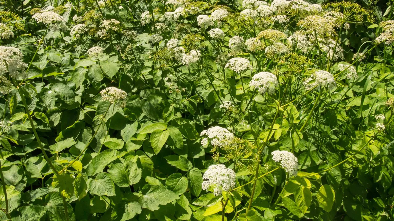 podagrycznik pospolity zwalczanie