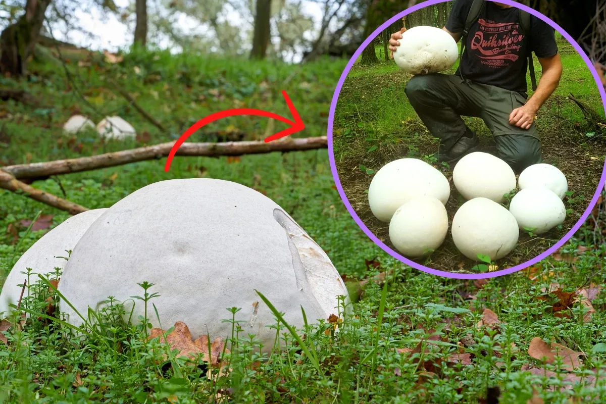 W lesie rośnie czasznica olbrzymia, kt&oacute;rej właściwości są fascynujące. Wok&oacute;ł widać kilka okaz&oacute;w, a jeden z nich jest pokazany w zbliżeniu.