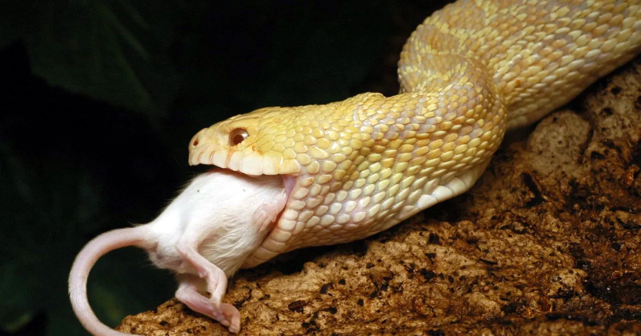 Wąż atakujący, zabijanie węża, wiele węży, wąż w domu