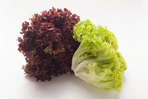 Lollo Rosso und Lollo Bionda im Vergleich