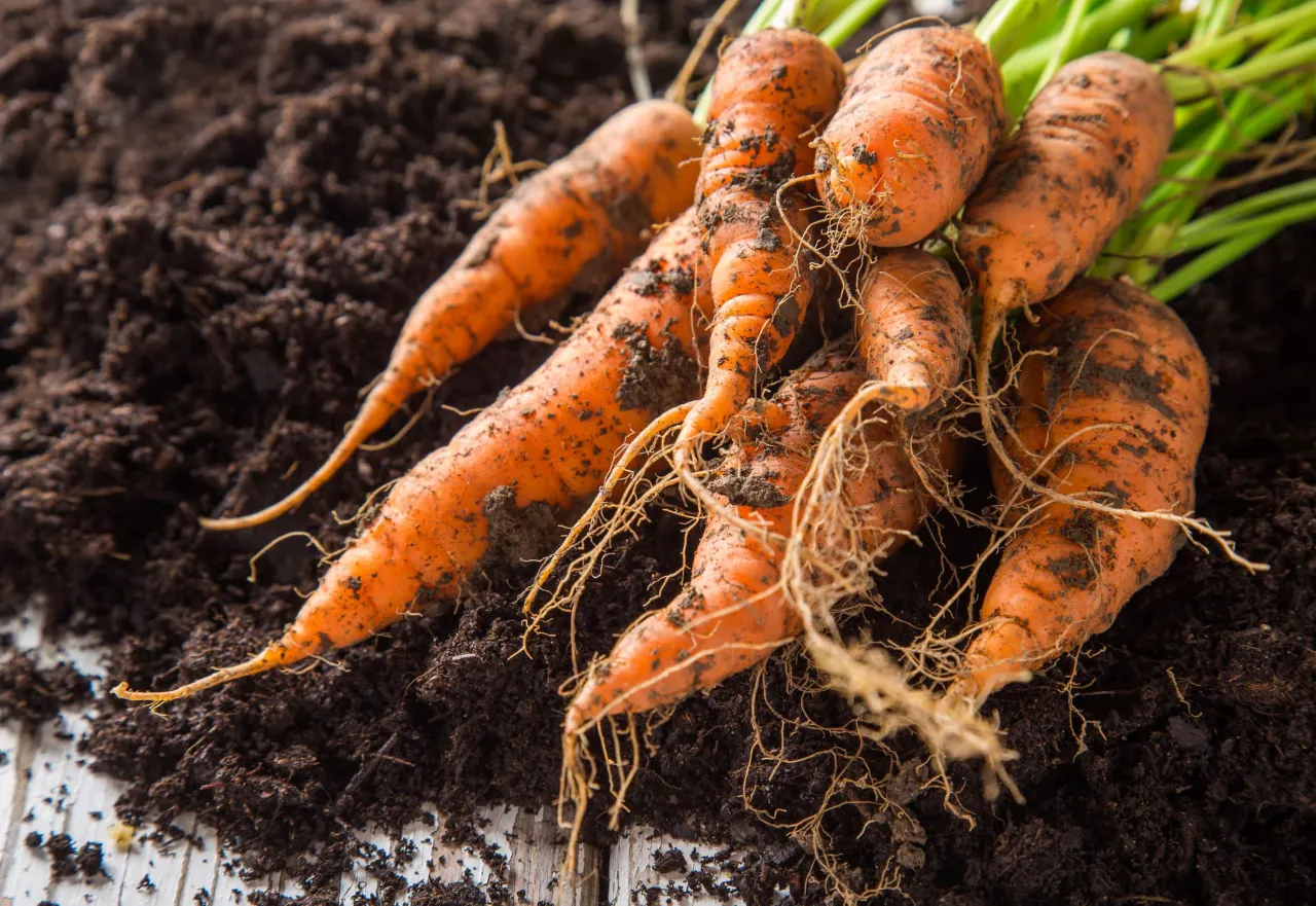 Świeżo wykopane marchewki na ziemi. Zastanawiasz się, ile kalorii ma marchewka gotowana, a ile surowa?