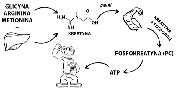 mechanizm działania kreatyny ATP fosfokreatyna