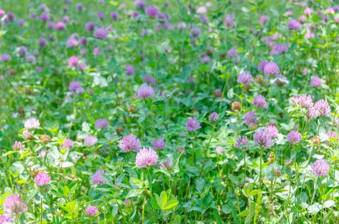 czerwona koniczyna identyfikacja trawnik