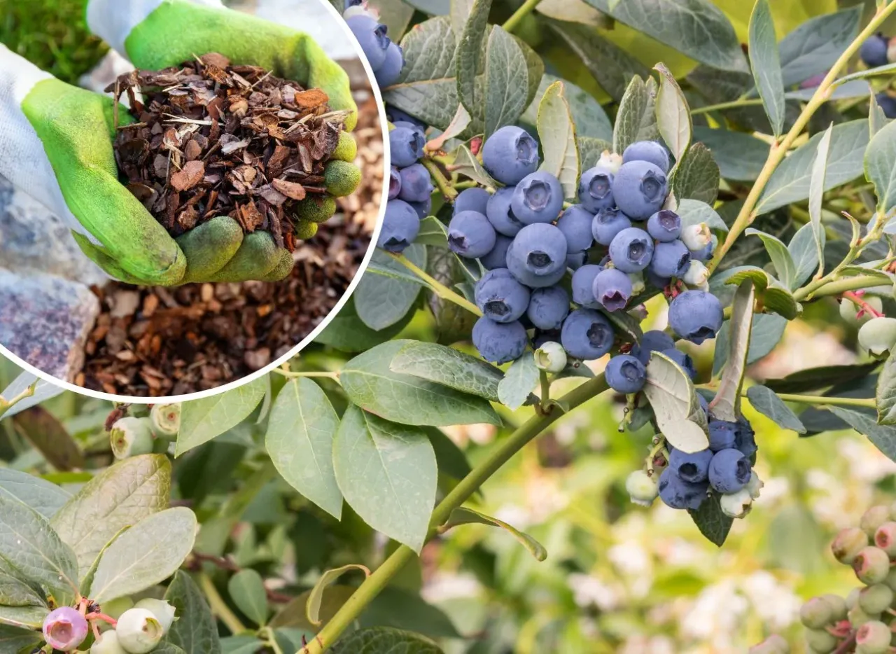 Rękawiczki trzymają korę, idealną do pielęgnacji borówki amerykańskiej. W tle dojrzewają owoce.