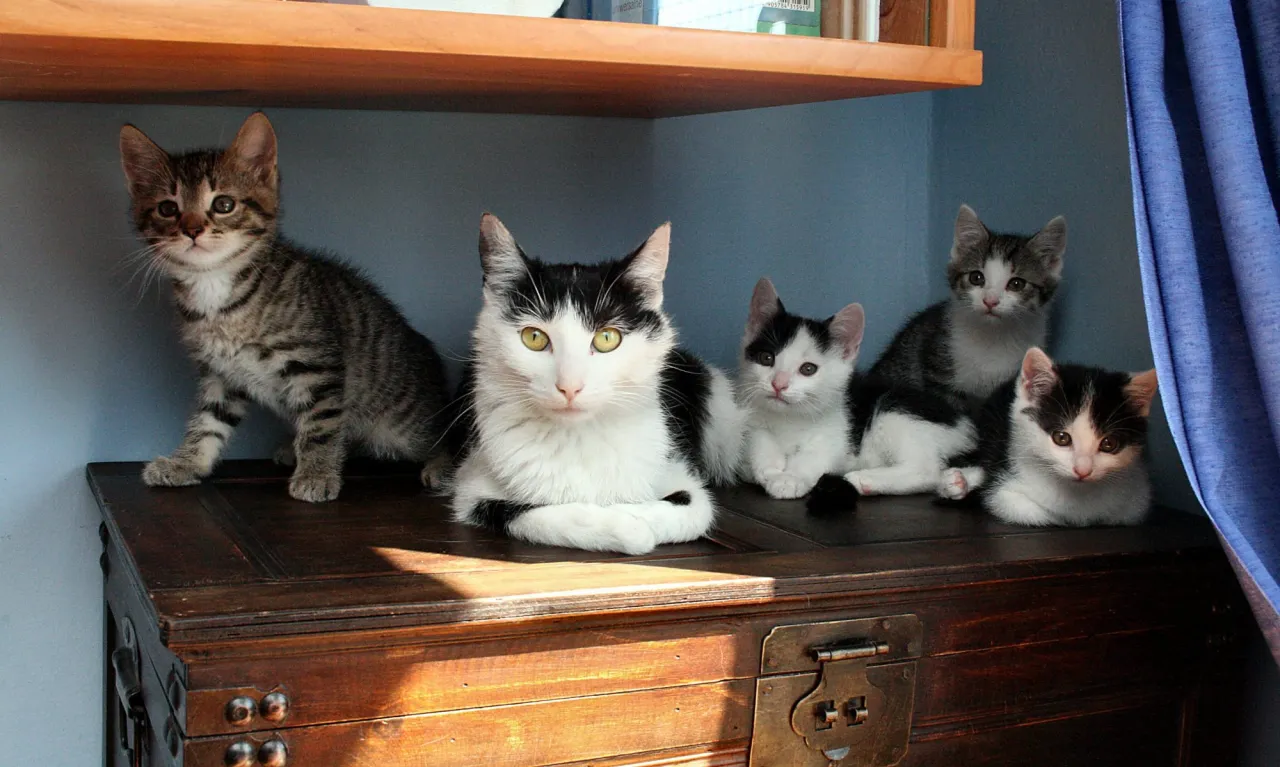 bezpieczny azyl dla kotka w łazience lub klatce