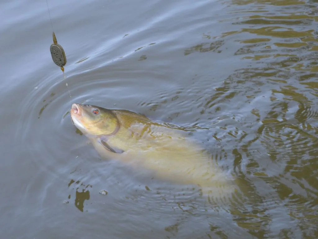 Miejsca żerowania karasia w stawie