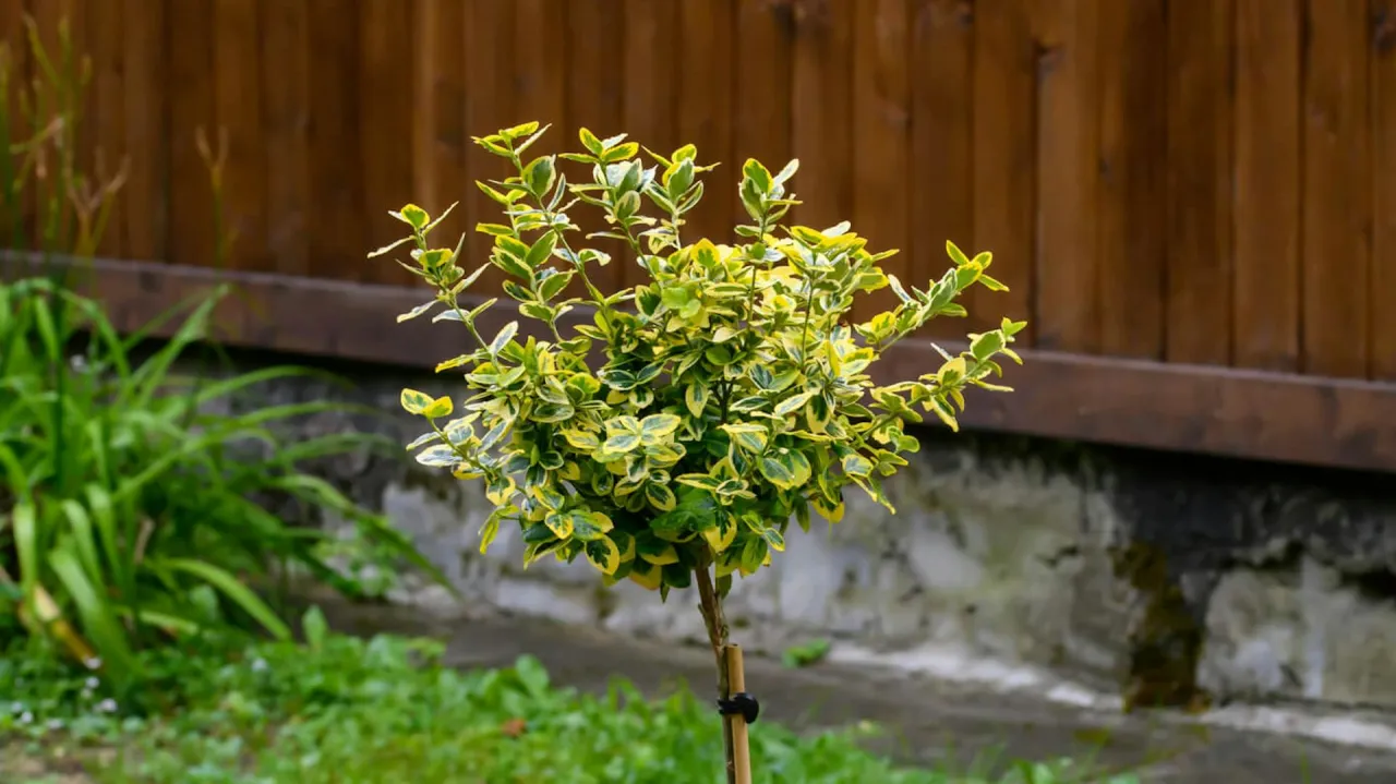 Kalendarz przycinania trzmieliny