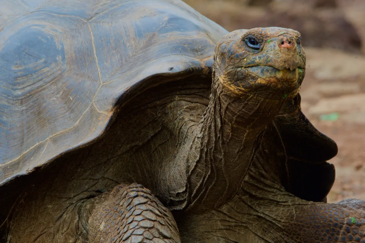 Ż&oacute;łw słoniowy Galapagos