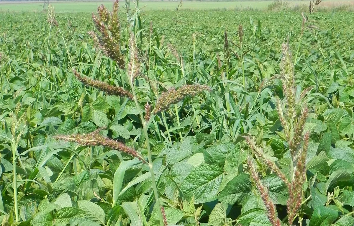 oprysk soi na chwasty