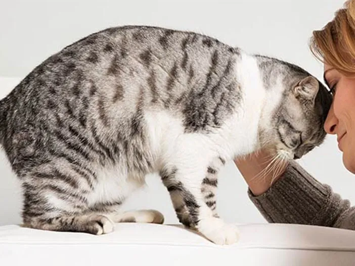 mowa ciała przestraszonego kota, sygnały strachu u kota