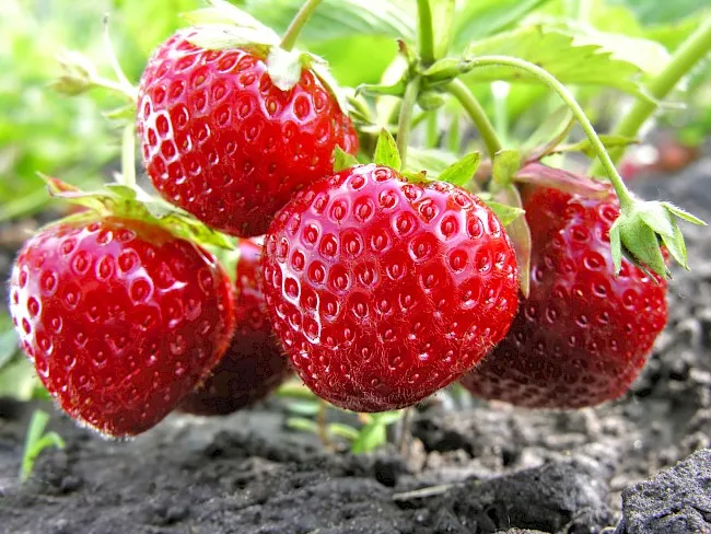 Zdjęcie Truskawka ile kcal? Zaskakujące fakty o kaloryczności i wartościach odżywczych