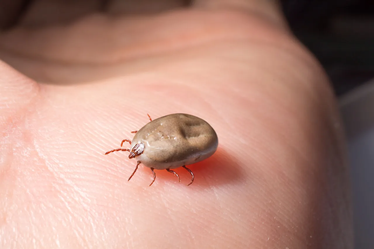 Laboratorium badające kleszcze