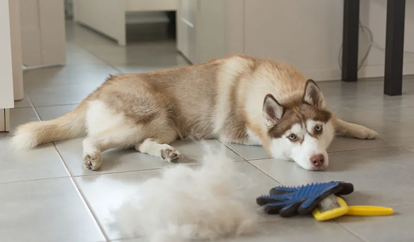 pies rasy z podszerzkiem linienie