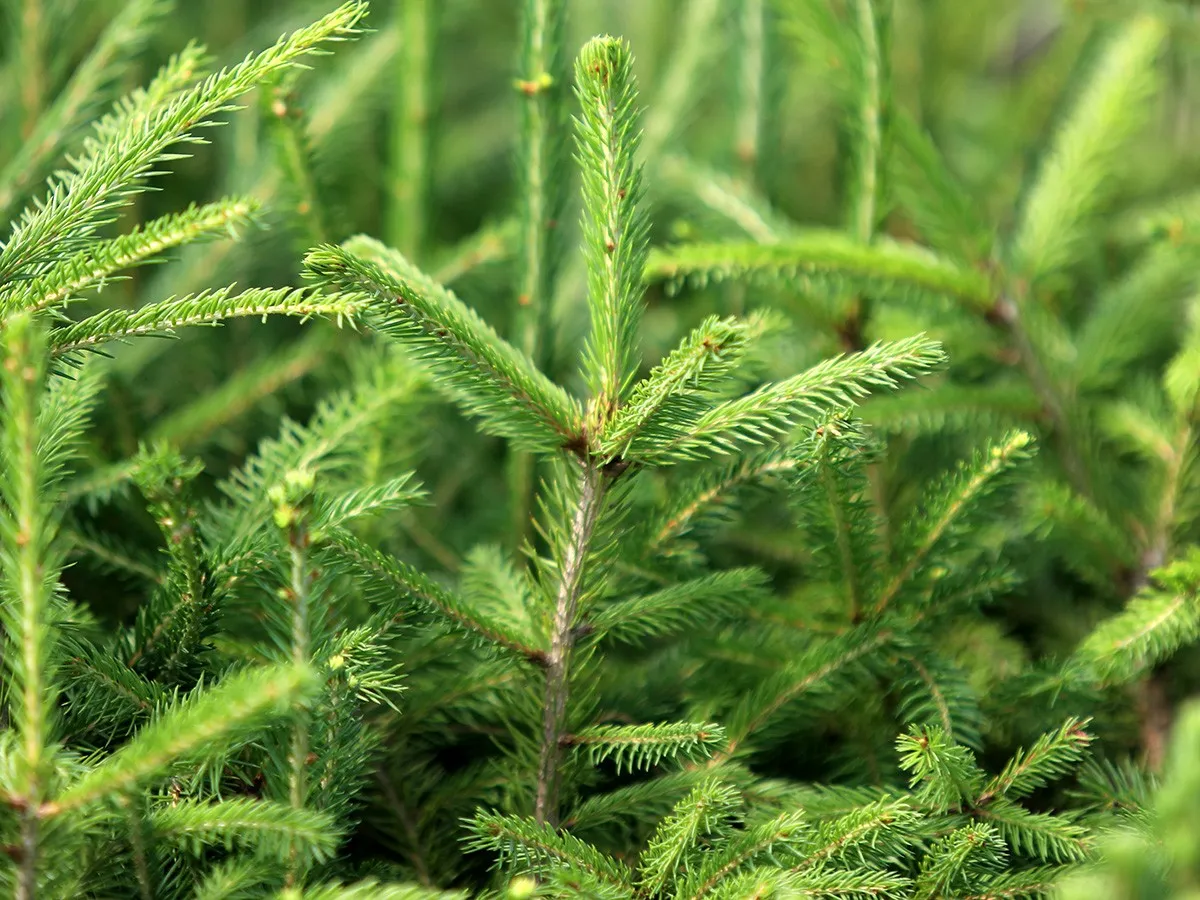 Por&oacute;wnanie popularnych iglak&oacute;w: tuja, jałowiec, cis, świerk, sosna