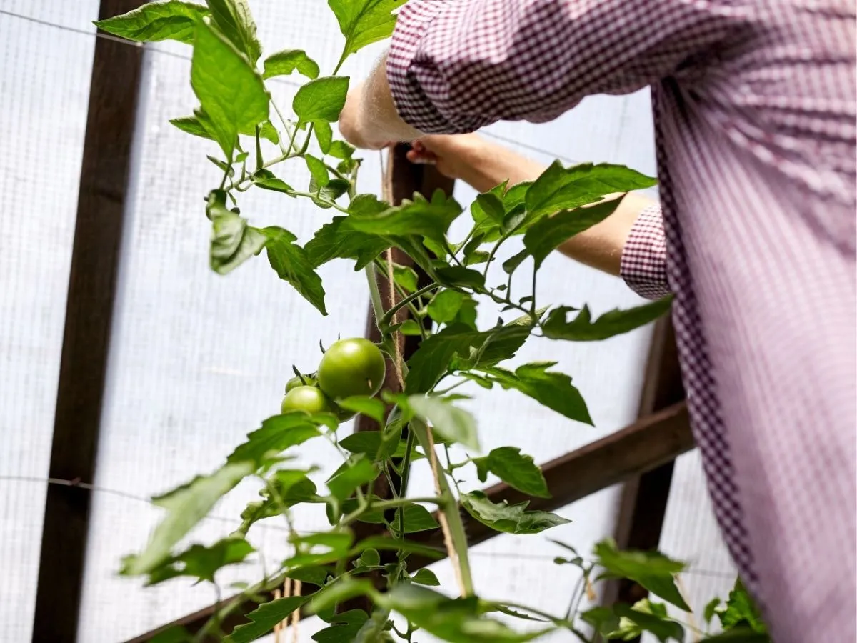 Ręce podwiązują zielone pomidory w doniczce do drewnianej konstrukcji szklarni.