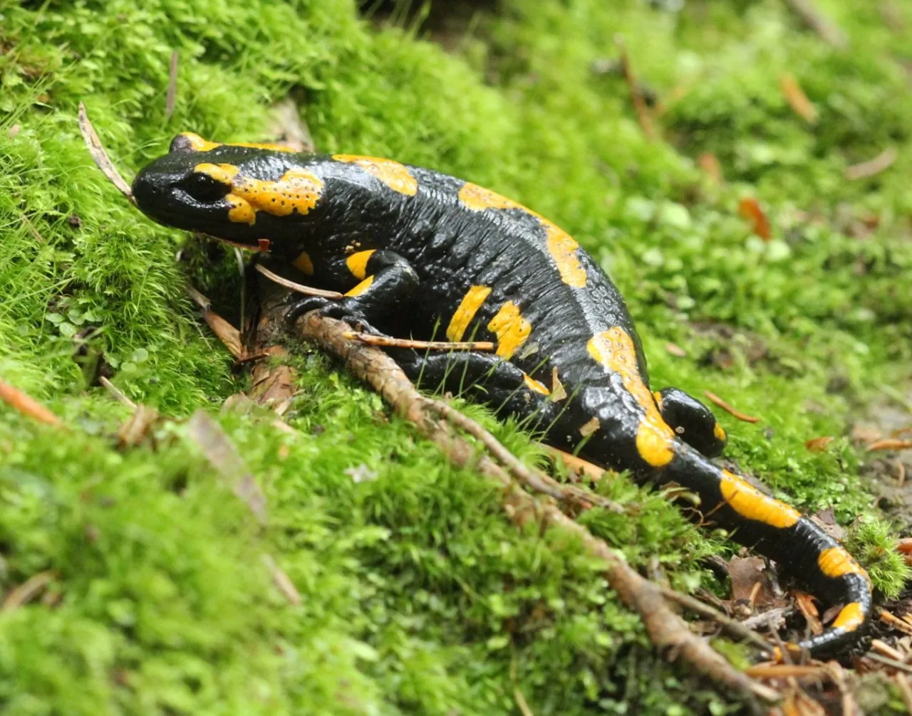 Gorczański Park Narodowy krajobrazy salamandra plamista