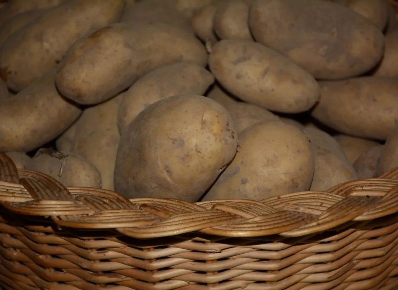 Koszyk pełen ziemniak&oacute;w, kt&oacute;re zaczynają kiełkować. To dobry spos&oacute;b na ich przechowywanie, by nie rosły zbyt szybko.