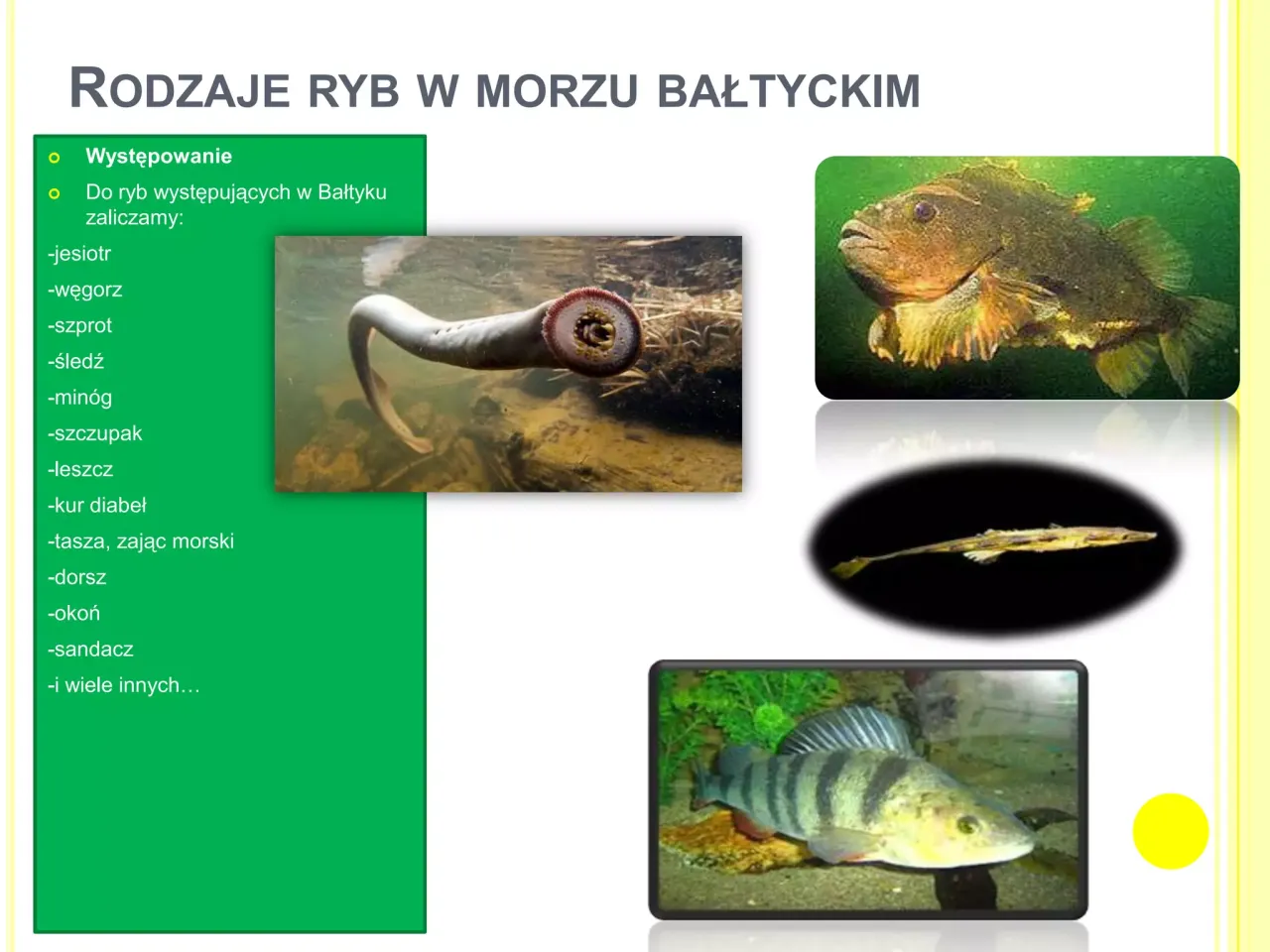 R&oacute;żne gatunki ryb Bałtyku