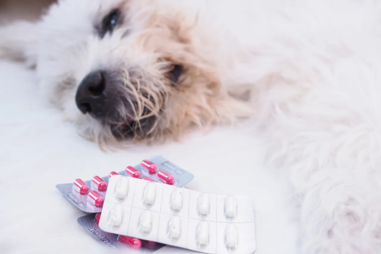 pies zaniepokojony po przyjęciu leku