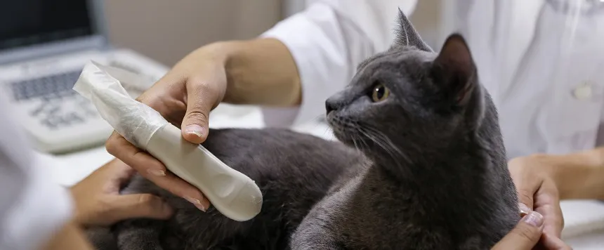 Weterynarz wykonujący USG jamy brzusznej kota