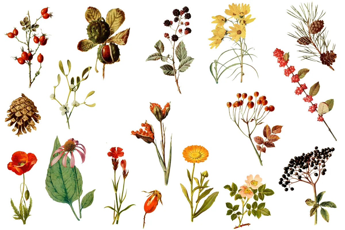 różne rośliny łąkowe do zielnika