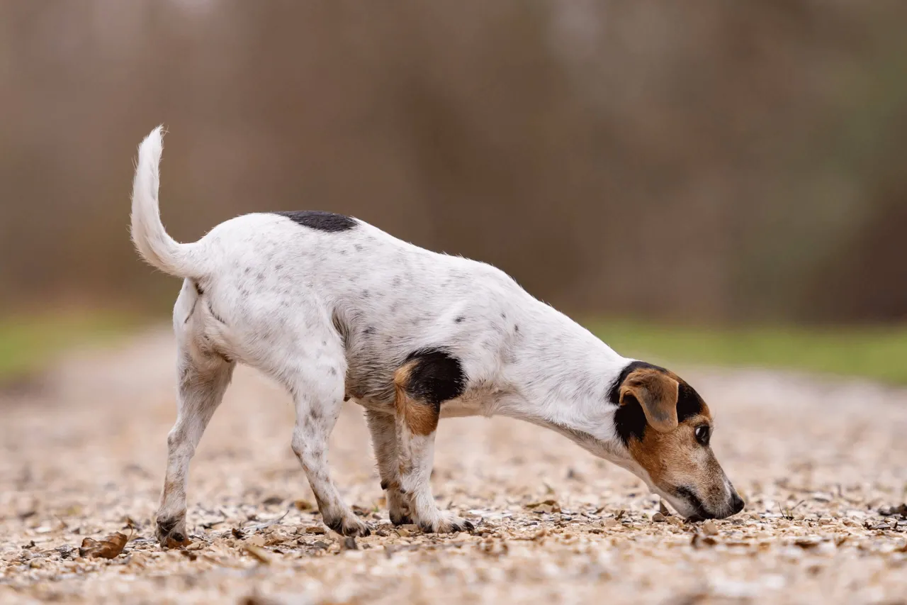 Pies zjada odchody, niedob&oacute;r witamin