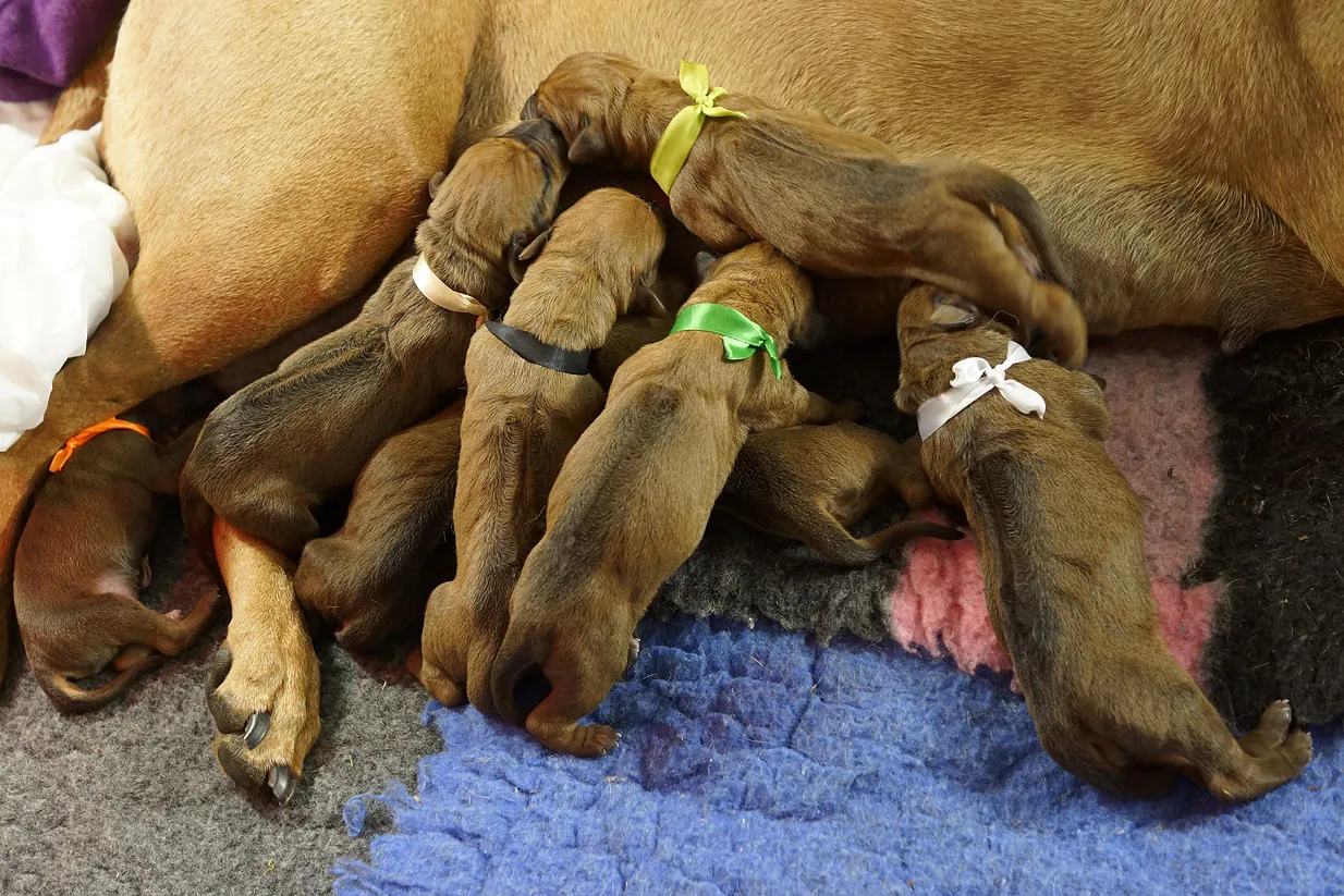 Szczeniak piszczy, bo chce się przytulić do mamy i rodzeństwa. Maluchy w kolorowych wstążeczkach walczą o mleko.