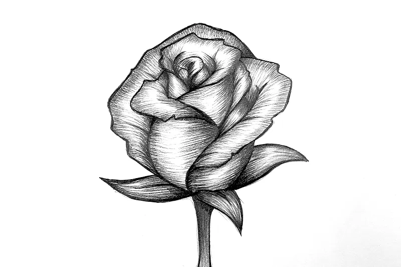 Einfache Rose zeichnen Bleistift Schritt f&uuml;r Schritt Grundformen