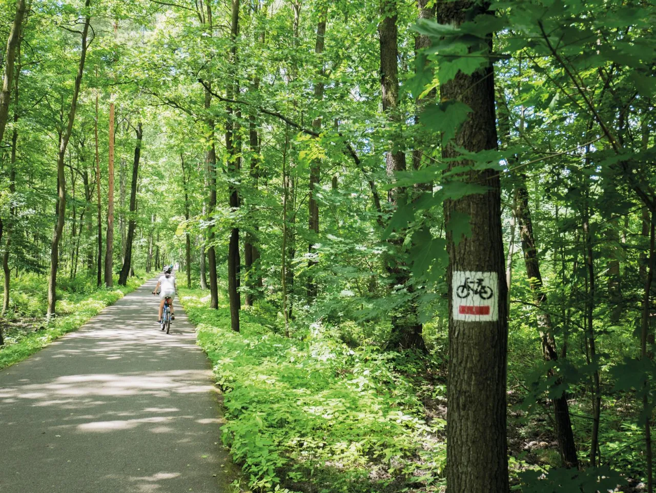 Rezerwat Segiet bukowy las ścieżka rowerowa