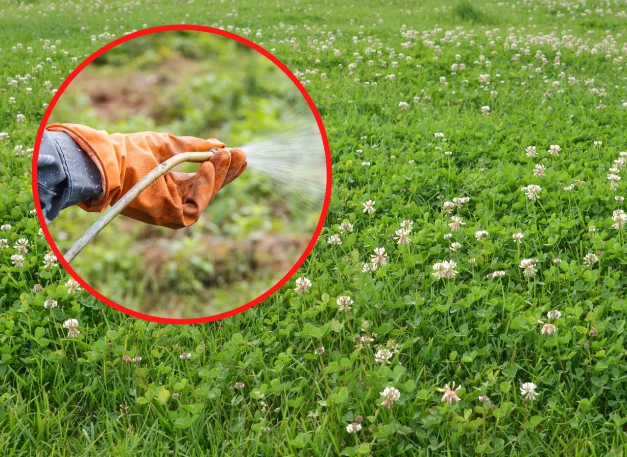 Oprysk na koniczynę na trawniku