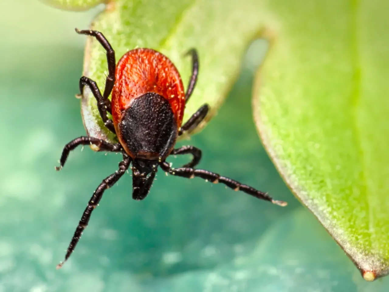 ogr&oacute;d wolny od kleszczy