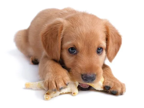 Różne gryzaki dla szczeniaka