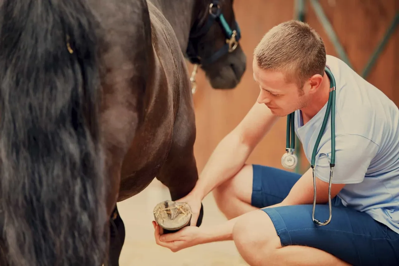 Kupno konia krok po kroku, proces zakupu konia, badanie weterynaryjne konia