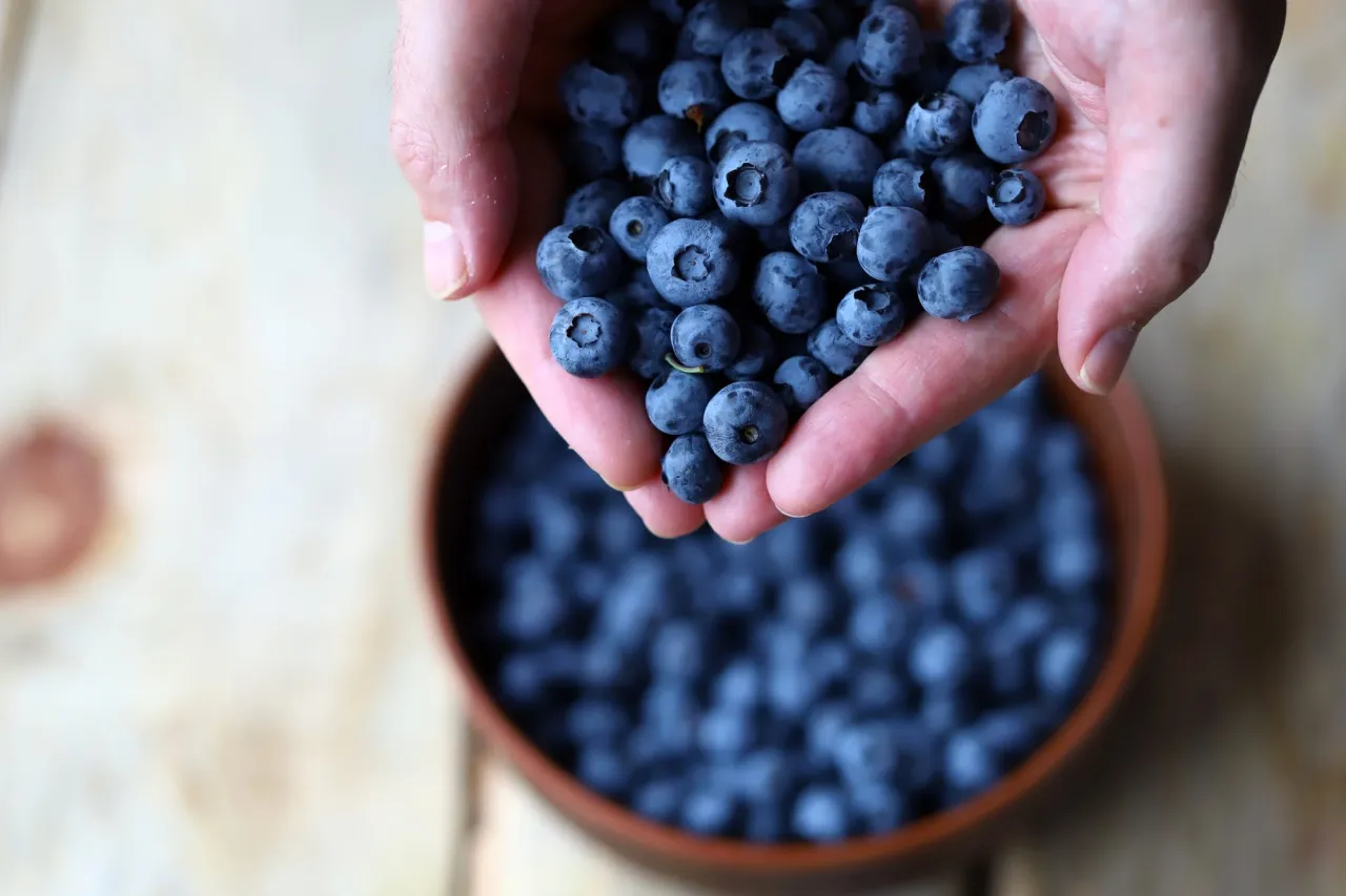 Dłonie trzymające garść dojrzałych bor&oacute;wek amerykańskich, jakby w ciąży, gotowe do wrzucenia do miski pełnej tych zdrowych owoc&oacute;w.