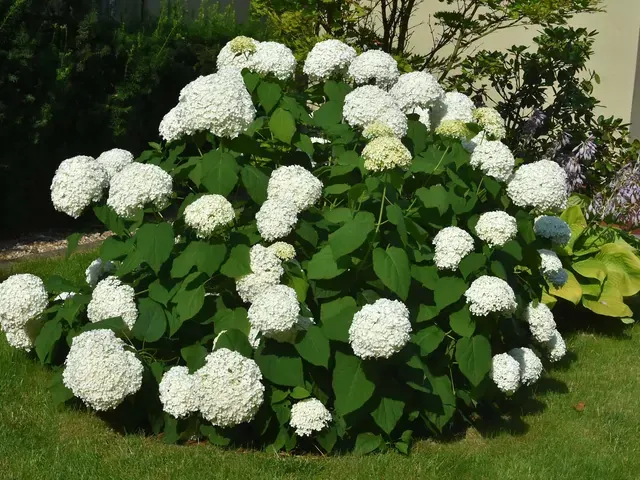 Zdjęcie Jak długo kwitnie hortensja? Poznaj sekrety długiego kwitnienia