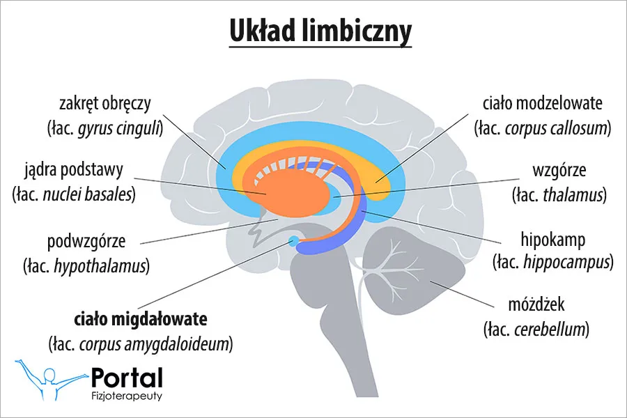 anatomia mózgu ciało migdałowate ilustracja