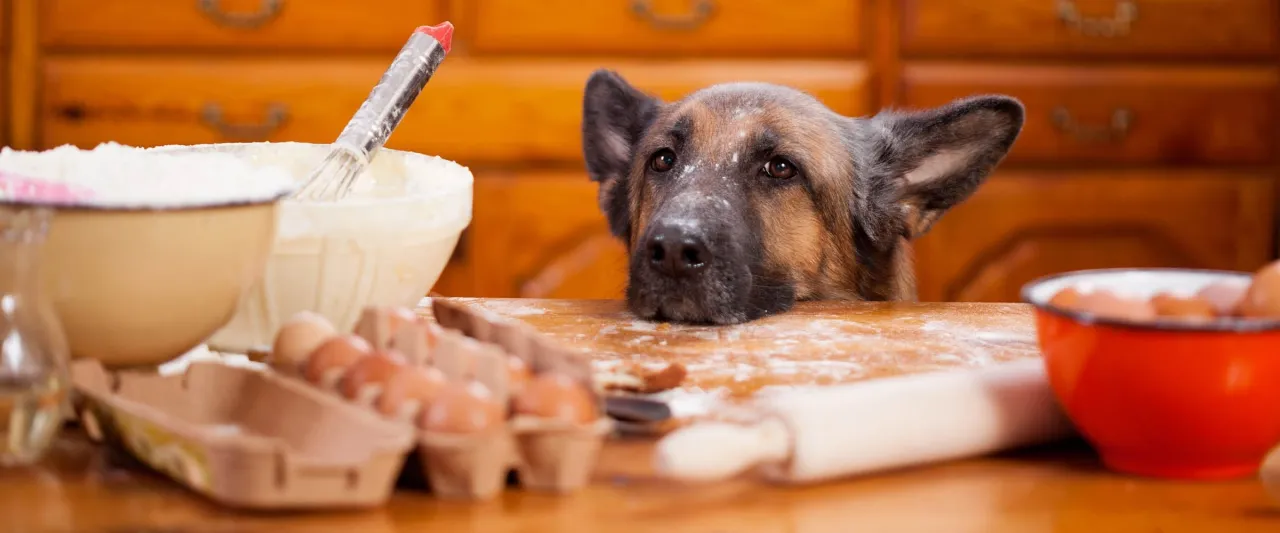 pies jedzący gotowane mięso z miski