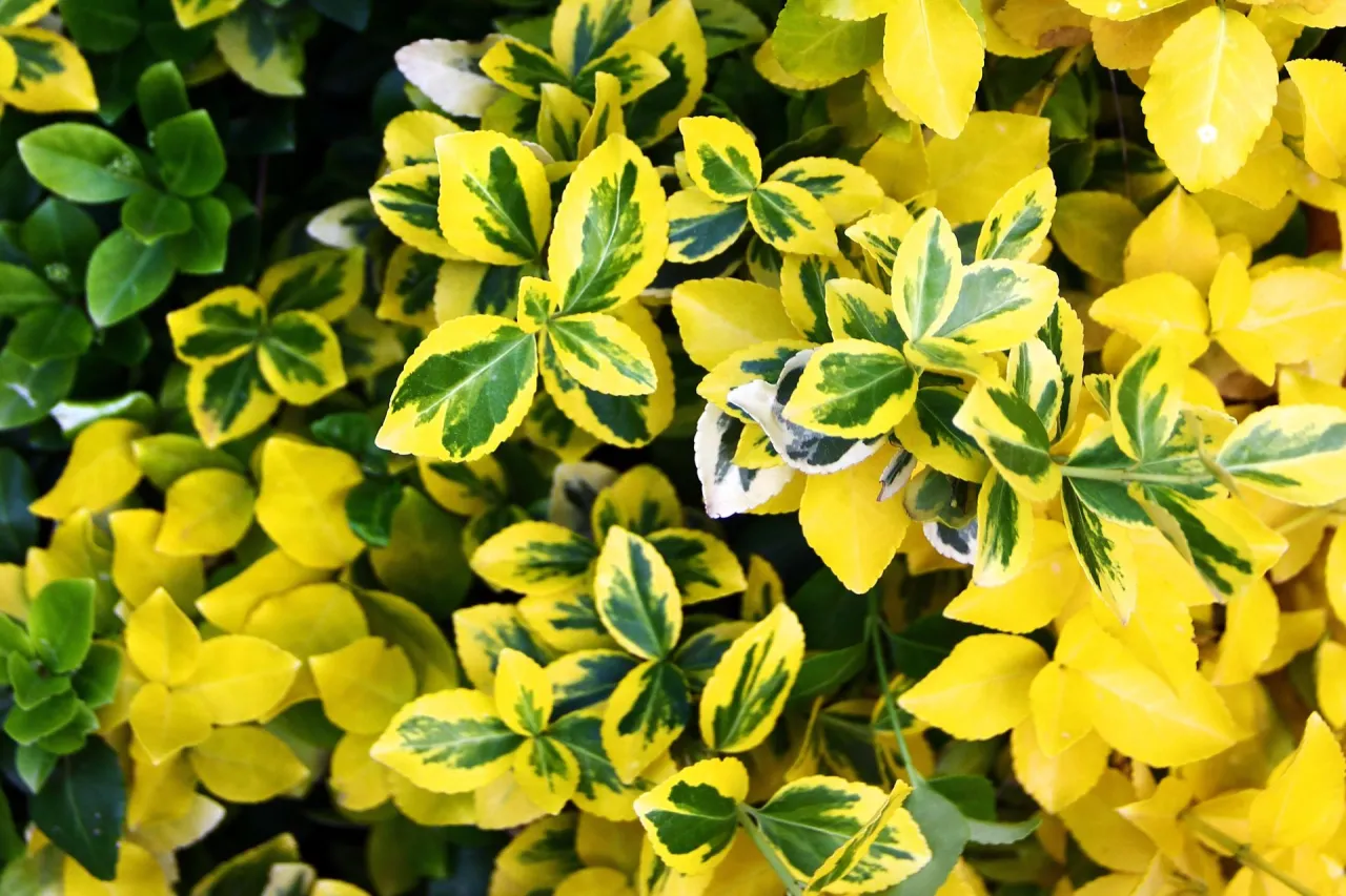 Przycięta trzmielina gęsty krzew