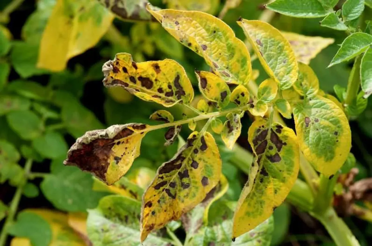 Roślina z zielonymi liśćmi