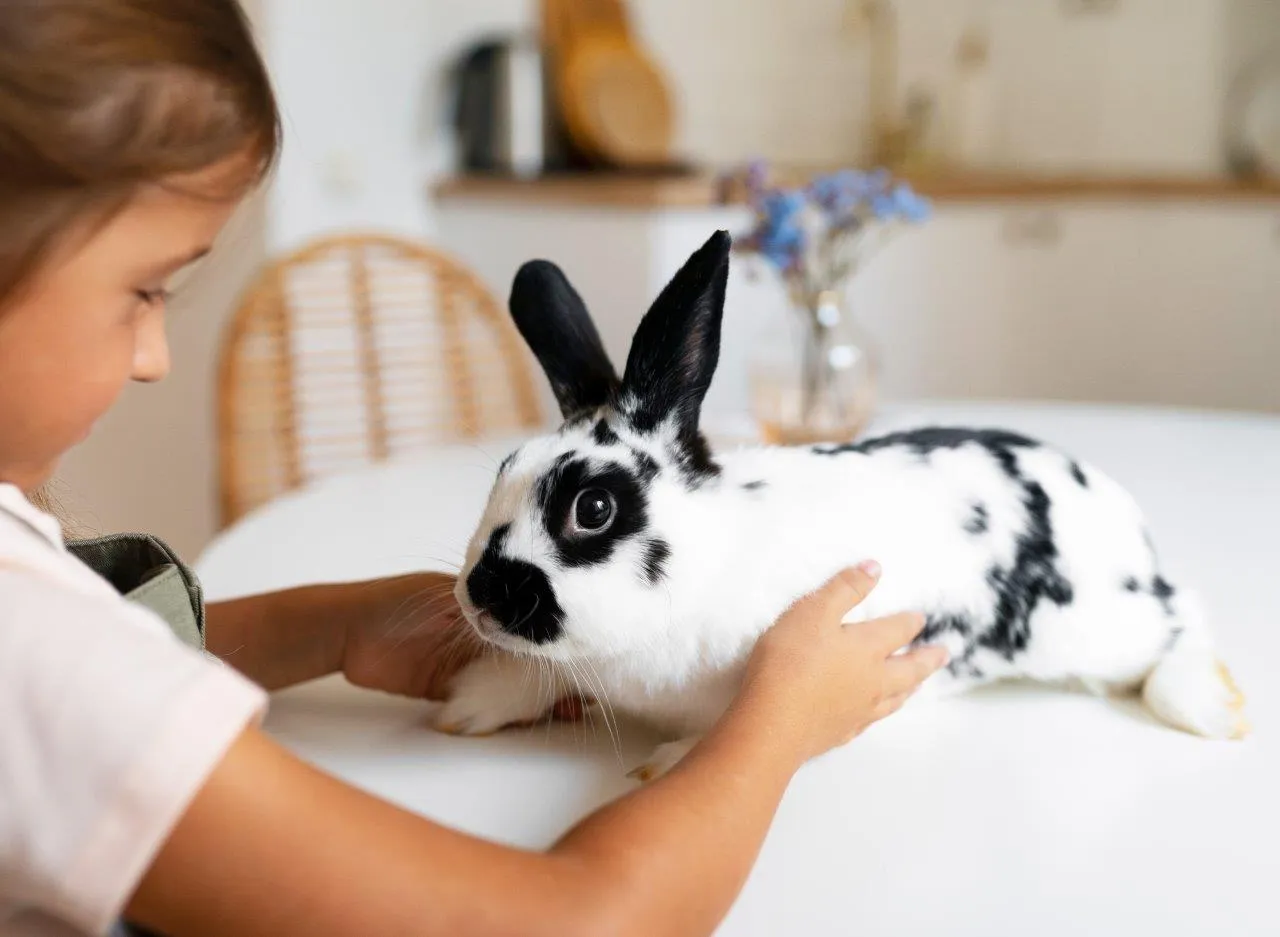 Dziewczynka delikatnie głaszcze czarno-białego królika. Zastanawia się, ile lat żyje królik, gdy go przytula.