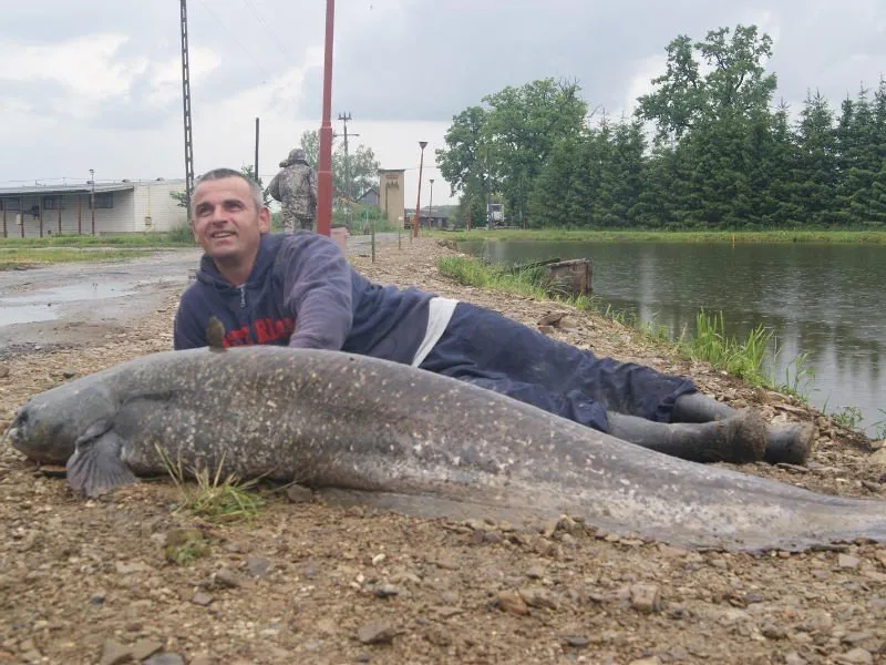 Zdjęcie Koszt kilogramu suma: Ile kosztuje kilogram suma i świeżego tuńczyka?