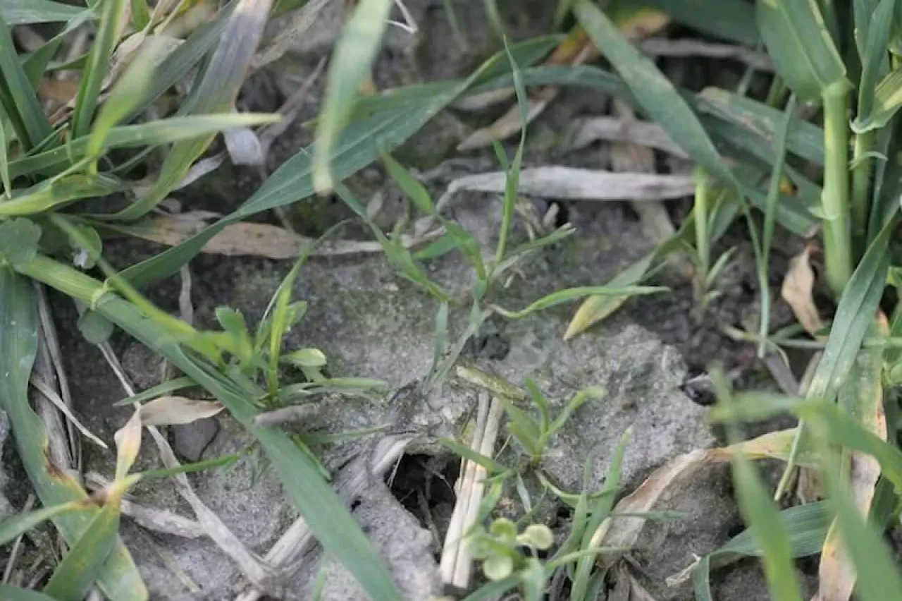 Najczęściej występujące chwasty w owsie: miotła zbożowa, owies głuchy, przytulia czepna, komosa biała