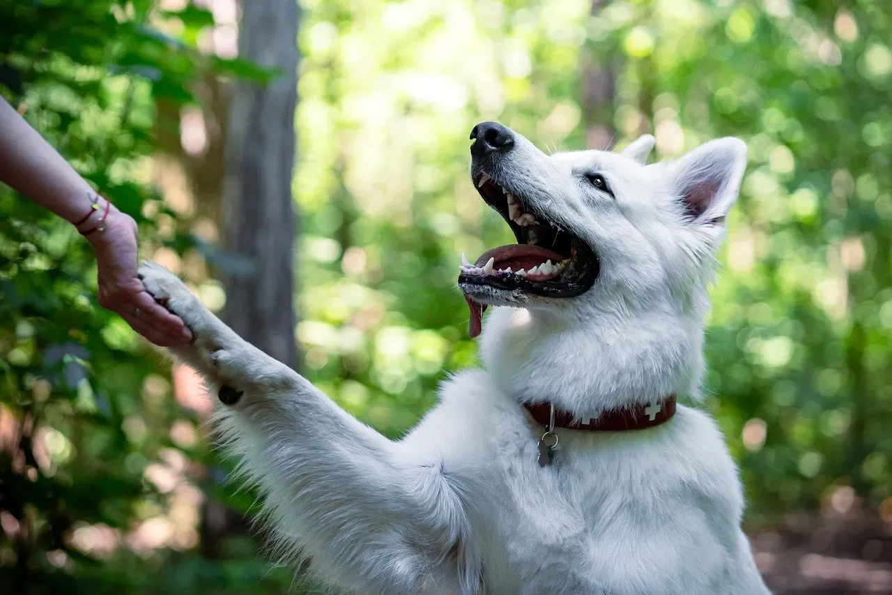 Właściciel uspokaja Białego Owczarka Szwajcarskiego