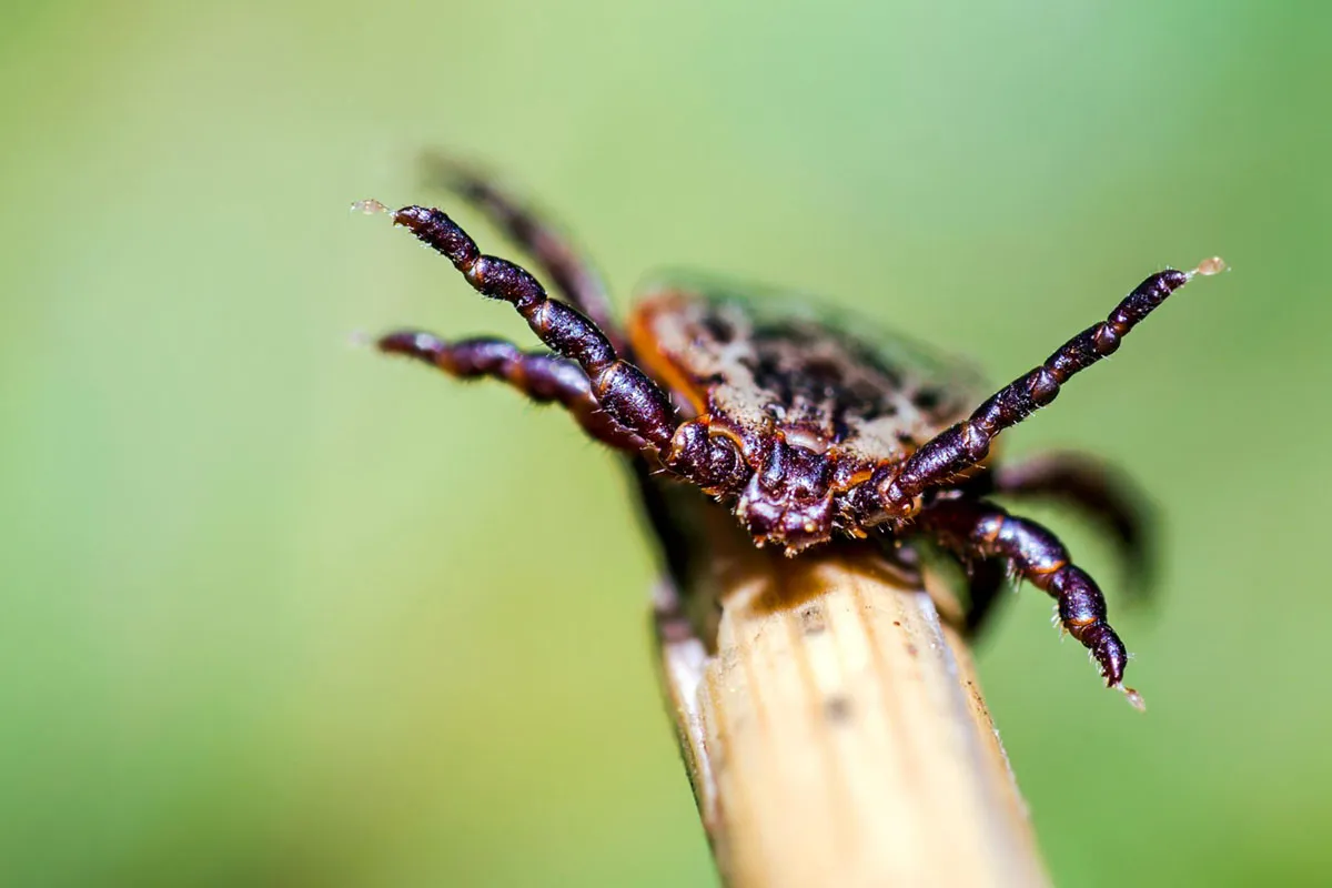 Kleszcz na źdźble trawy makro