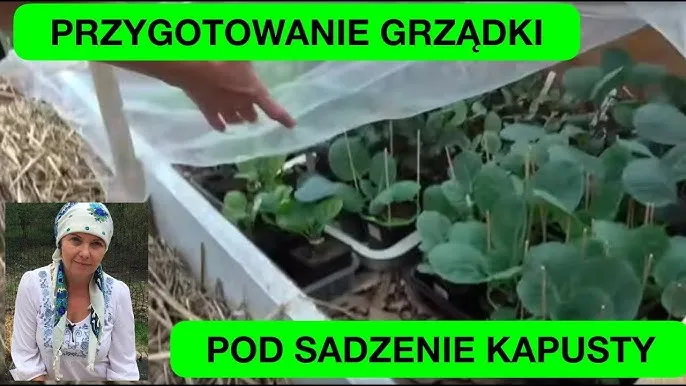 przygotowanie grządki pod kapustę