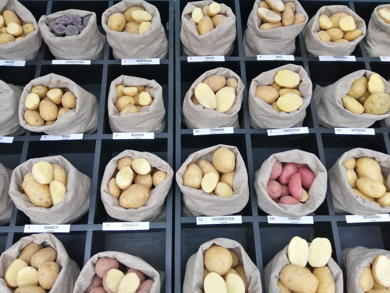 różne odmiany sadzeniaków ziemniaków