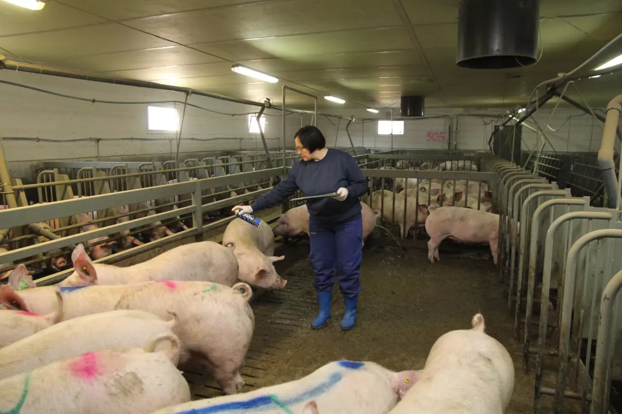 Kobieta w niebieskich spodniach i rękawiczkach wykonuje inseminację świń w chlewni, trzymając w ręku tablet i spray.